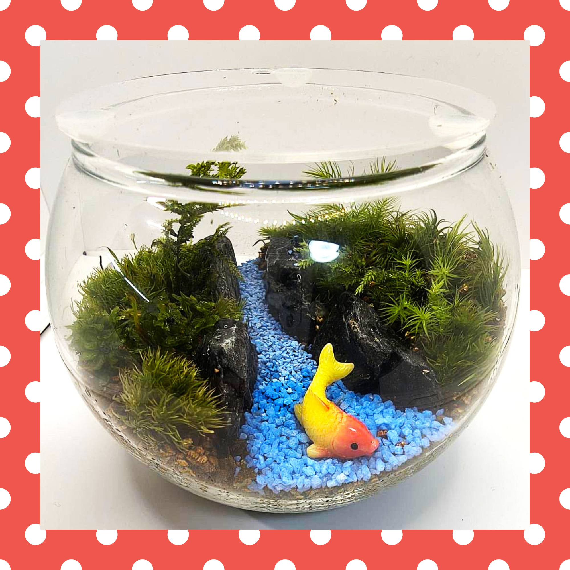 苔テラリウムをつくろう！ 画像